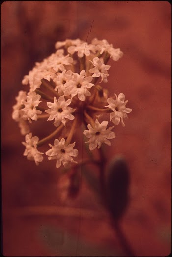 Flowers Bloom in Water Canyon, | Free Photo - rawpixel