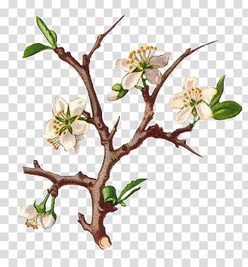 Flowers, brown and white petaled flower transparent background PNG clipart