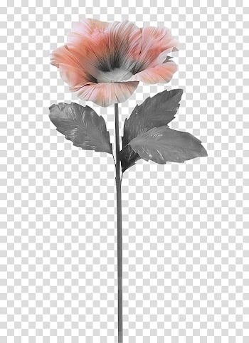 Flowers Celiuska, pink flower transparent background PNG clipart