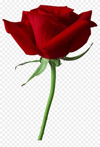 Flowers Deductible Png Images - Rose Png
