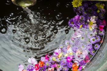 Flowers Floating on Water