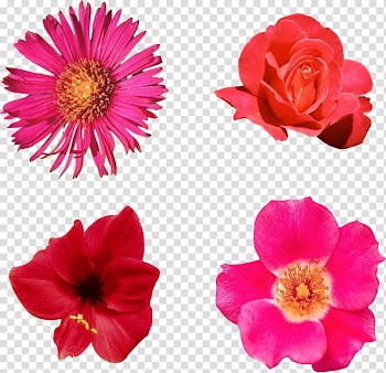 Flowers, four pink and red flowers transparent background PNG clipart