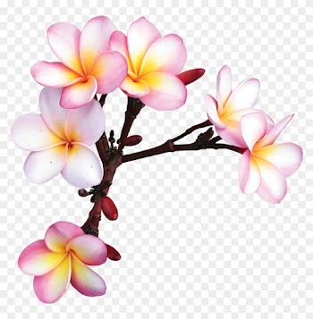 Flowers - Frame Flower Kamboja Png