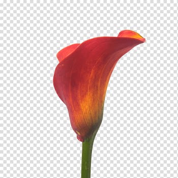 Flowers Gallery Floral design Petal Plant stem, Ankara Order Flowers transparent background PNG clipart