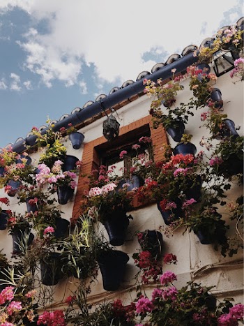 Flowers Hanged on Wall