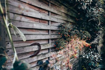flowers hanging on brown wall