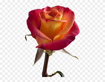 Flowers - Hybrid Tea Rose