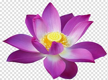 Flowers II, pink and yellow flower transparent background PNG clipart