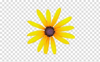 Flowers II, yellow flower illustration transparent background PNG clipart