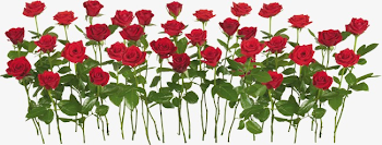 Flowers In A Row, Red, Rose, Green Leaves PNG Image and Clipart ...