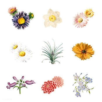 Flowers in bloom | Free stock vector - 544967