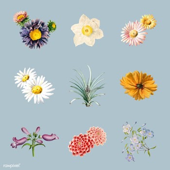 Flowers in bloom | Free stock vector - 544985