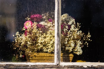 Flowers in Planter Beside Window