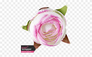 Flowers No - Garden Roses