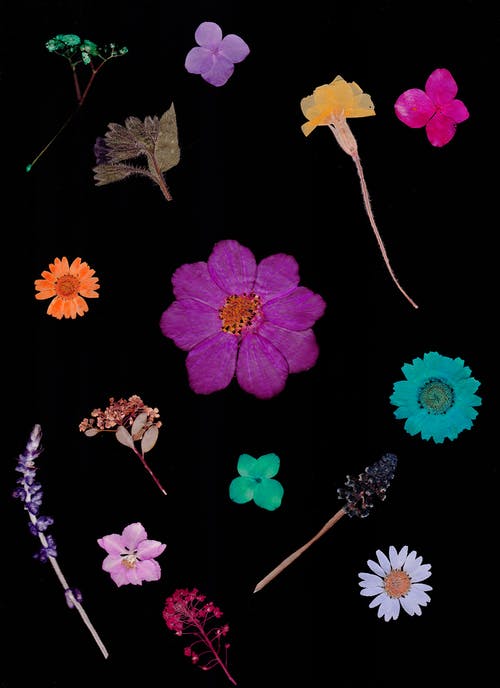Flowers on Black Background · Free Stock Photo