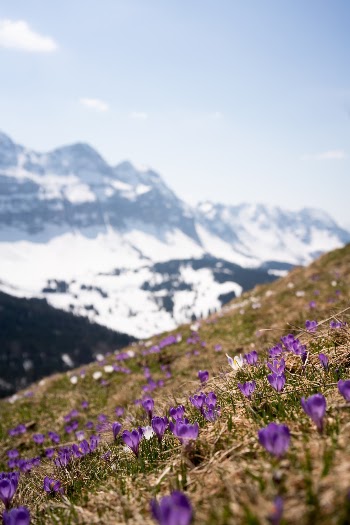 Flowers on high altitude: Spring arriving in Switzerlands mountains