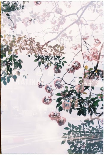 Flowers on Tree Behind a Window · Free Stock Photo