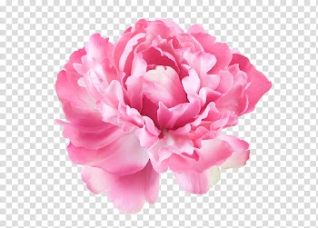 Flowers , pink and white petaled flower transparent background PNG clipart