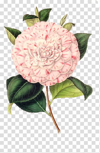 Flowers, pink-and-white petaled flower transparent background PNG clipart