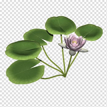 Flowers, pink and white petaled flower transparent background PNG clipart