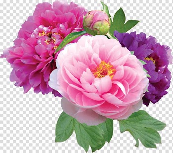 Flowers , pink and white petaled flowers transparent background PNG clipart