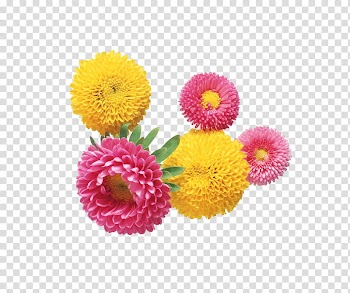 Flowers , pink and yellow daisy flowers transparent background PNG clipart