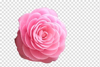 Flowers , pink flower transparent background PNG clipart