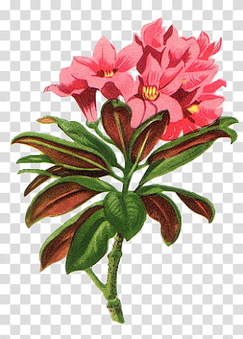 Flowers, pink petal flowers transparent background PNG clipart