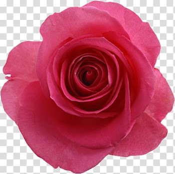 Flowers, pink petaled flower transparent background PNG clipart