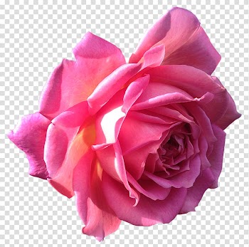 Flowers, pink rose flower in bloom transparent background PNG clipart