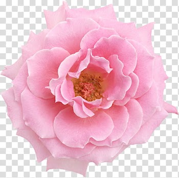 Flowers, pink rose flower transparent background PNG clipart