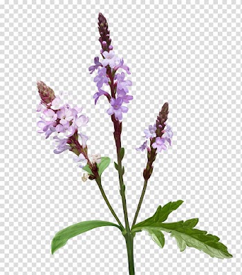 Flowers , purple-petaled flower transparent background PNG clipart