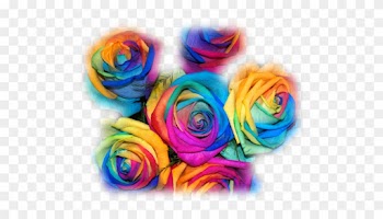 Flowers - Rainbow Rose