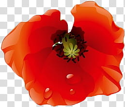 Flowers, red and green poppy flower transparent background PNG clipart