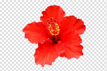 Flowers , red petaled flower transparent background PNG clipart