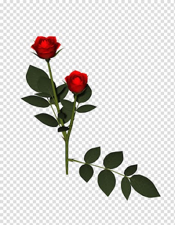 Flowers, red rose flower transparent background PNG clipart