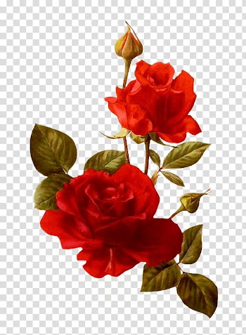 Flowers, red Rose flowers illustration transparent background PNG clipart