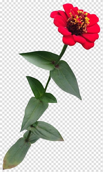 Flowers, red Zinnia flower in bloom transparent background PNG clipart