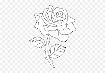 Flowers Rose Drawing - White Rose Drawing Png