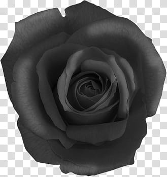 Flowers, rose transparent background PNG clipart