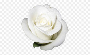 Flowers Roses White Mightylinksfo - Rose White