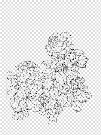 Flowers sketch, Drawing Line art, Peony flower line drawing transparent background PNG clipart