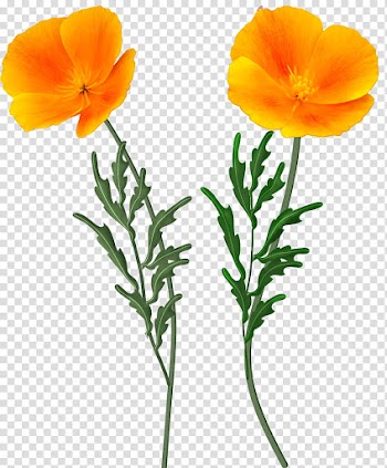 Flowers, two orange petaled flowers transparent background PNG clipart