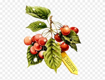 Flowers - Vintage - Imperial Wallcoverings Fruits Wallpaper Border Mb4183b