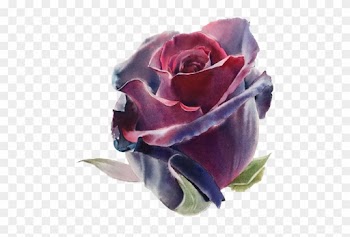 Flowers Watercolor Painting Drawing Artist - Roses Watercolor Best