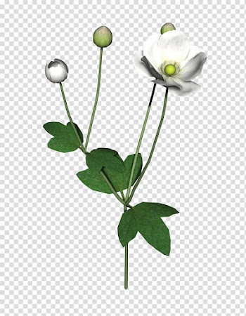 Flowers, white flower transparent background PNG clipart