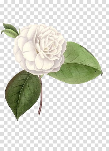 Flowers, white petaled flower transparent background PNG clipart