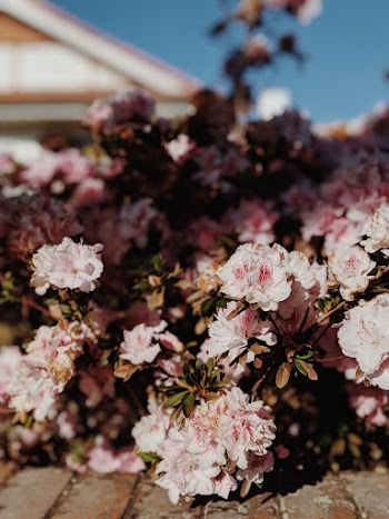 Flowers With Sunlight