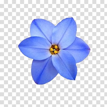 Flowers World, blooming blue six petaled flower transparent background PNG clipart