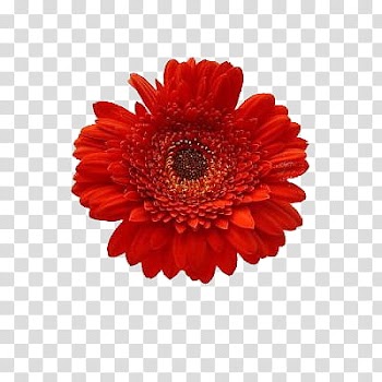 Flowers World, red flower blooming transparent background PNG clipart
